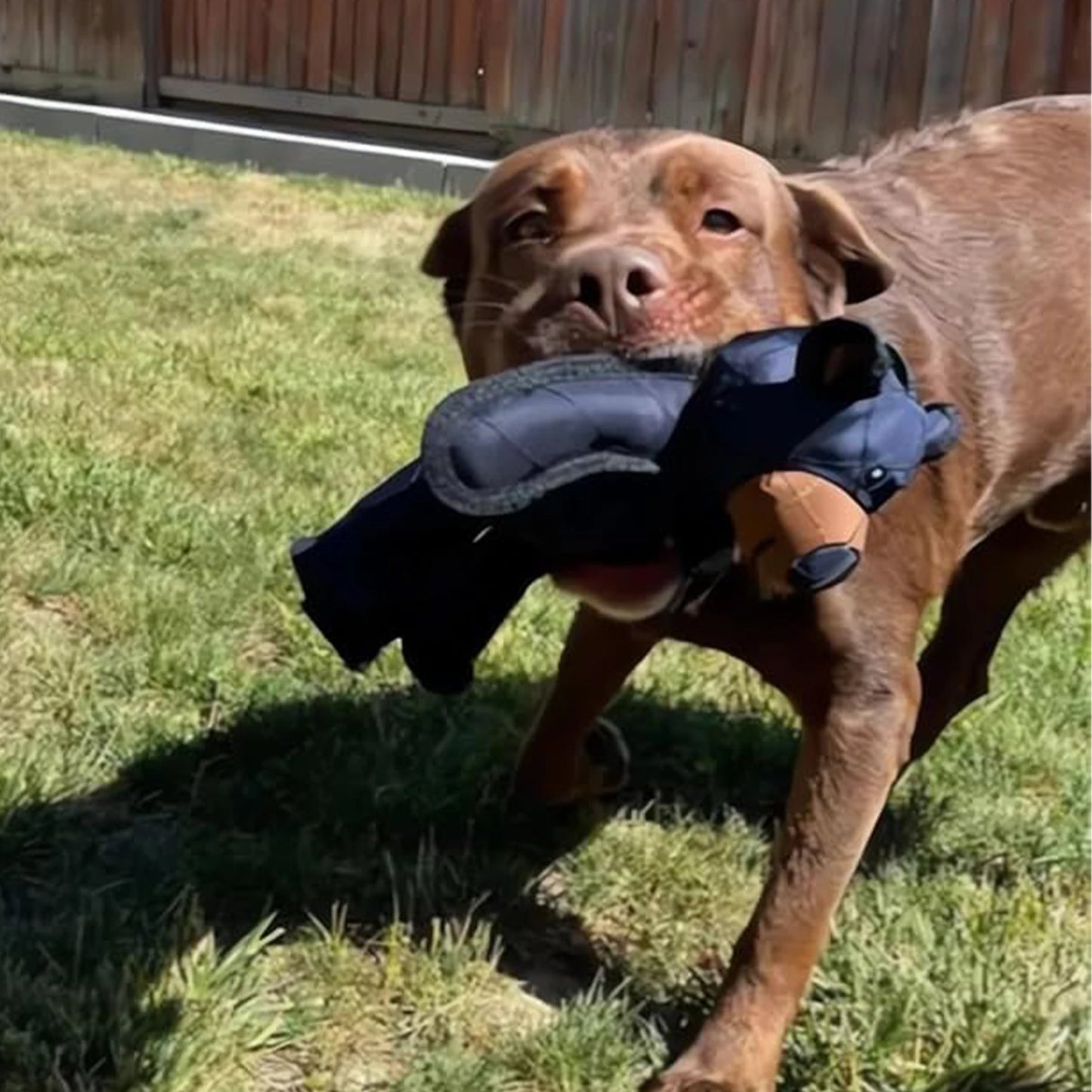 Unbreakable Squeaky Plush Bear Toy for Dogs