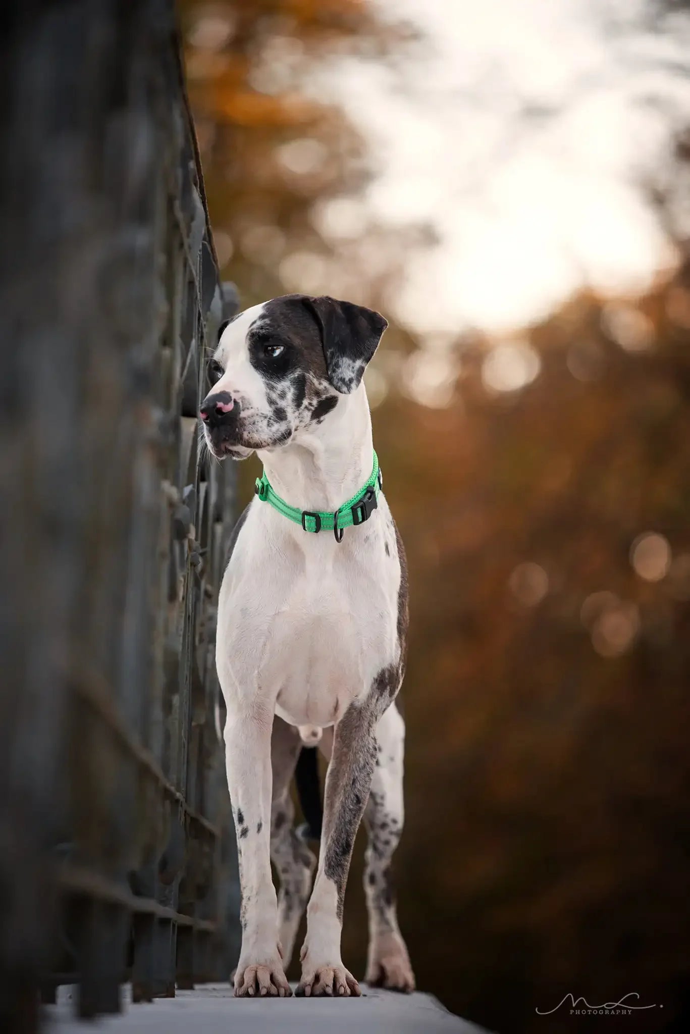 Reflective Nylon Collar Adjustable for Heavy Duty Training