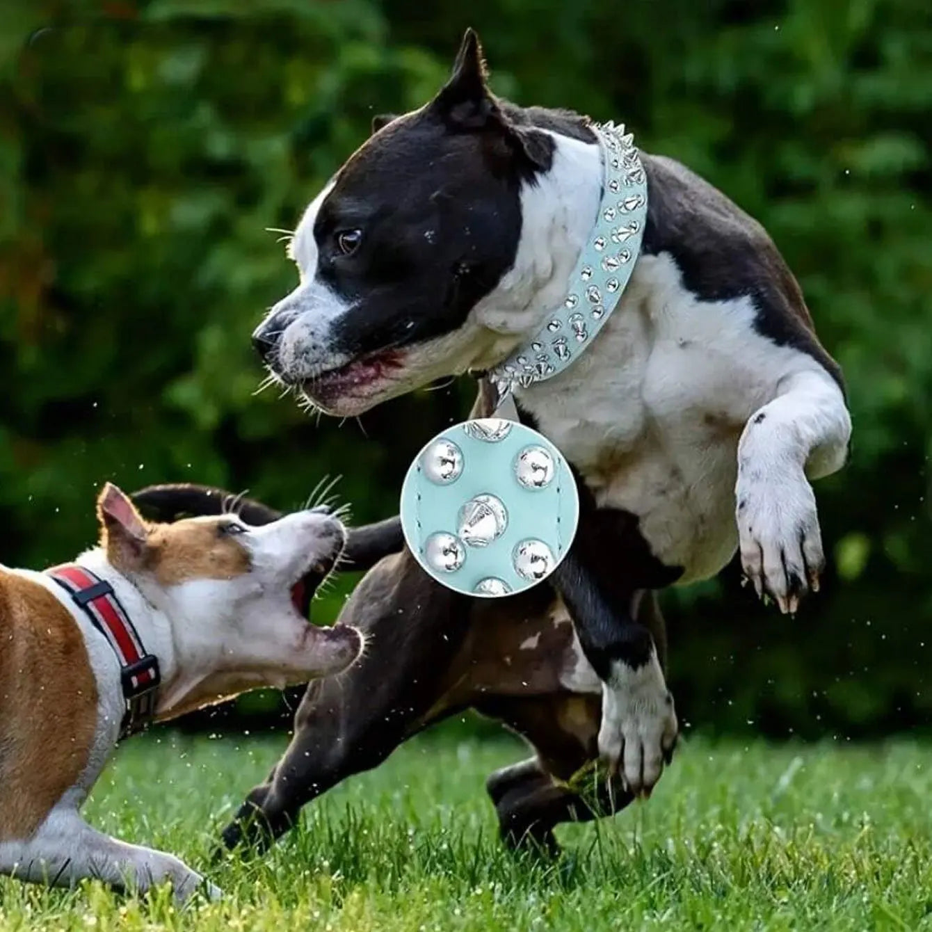 Adjustable rivet collar, anti-bite neck protection collar, durable PU leather and rust resistant metal rivets