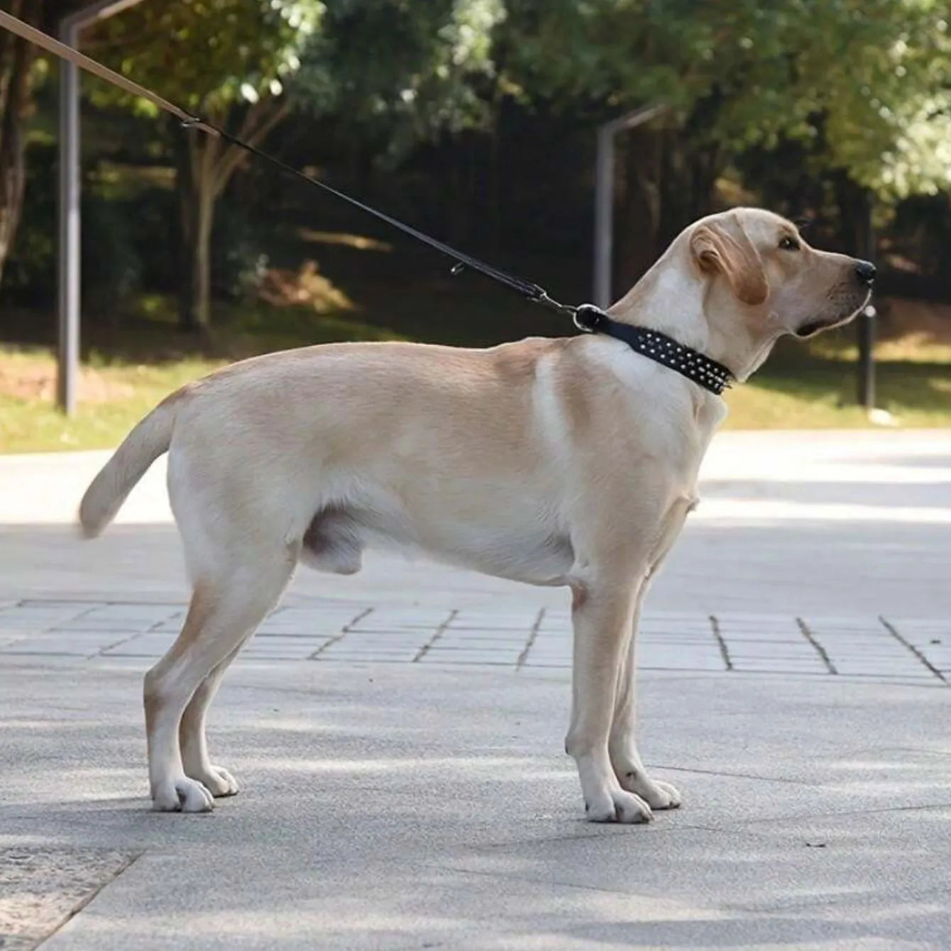 Adjustable rivet collar, anti-bite neck protection collar, durable PU leather and rust resistant metal rivets