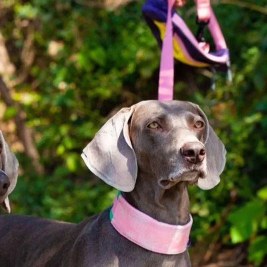 Adjustable Dog Collar Nylon Necklace, Personalized