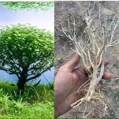 Natural Dry Trunk Driftwood, Aquarium Decoration