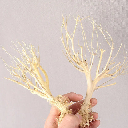 Natural Dry Trunk Driftwood, Aquarium Decoration