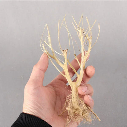 Natural Dry Trunk Driftwood, Aquarium Decoration