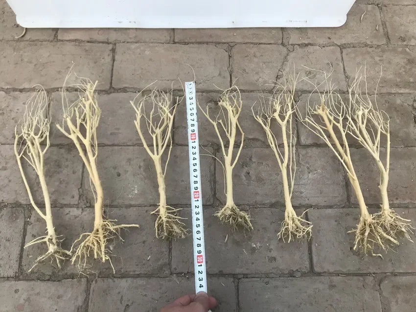 Natural Dry Trunk Driftwood, Aquarium Decoration