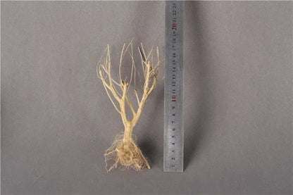 Natural Dry Trunk Driftwood, Aquarium Decoration