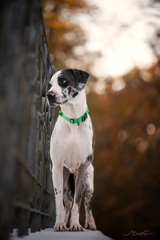 Reflective Nylon Collar Adjustable for Heavy Duty Training