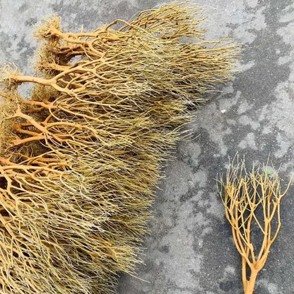 Natural Dry Trunk Driftwood, Aquarium Decoration