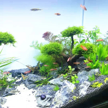 Natural Dry Trunk Driftwood, Aquarium Decoration